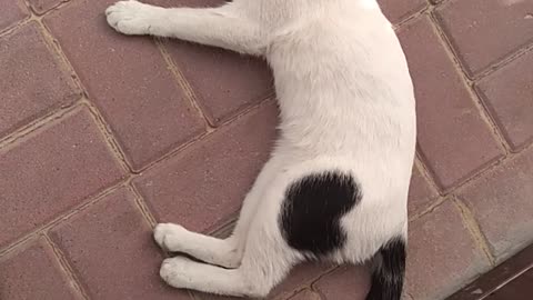 Sweet white cat Sleeping mod I really like my cat morning time cat want to Sleeping