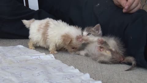 Cutest Puppy and Kitten Are Best Friends