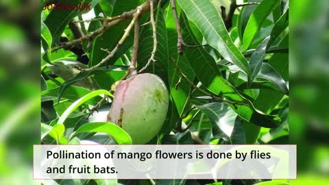 A selection of mango facts