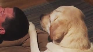 Dog demands attention from owner, then acts uninterested