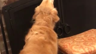 Golden retriever smelling its christmas stocking