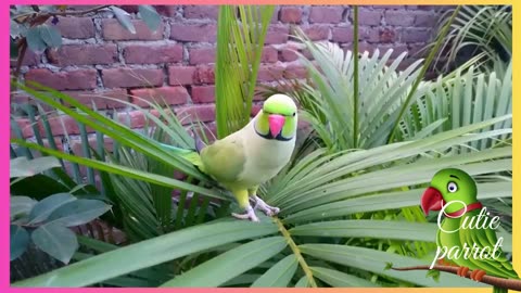 Natural Parrot Sounds