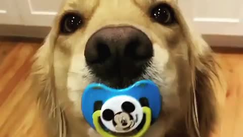 Funny dog become baby successfully