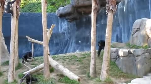 Crazy Chimps Fighting at the LA Zoo (with a big stick)!