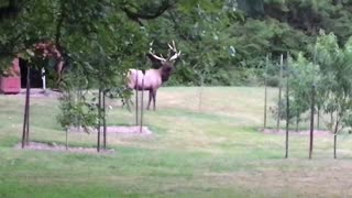 ELK - 6 point buck in our yard