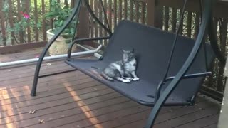 Grey cat on swinging chair