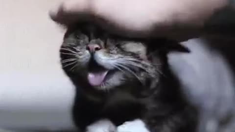 Derp reaction gif video cat