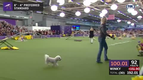 The best WKC Dog Show moments to celebrate National Puppy Day