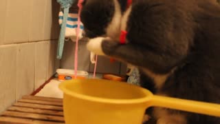 The cat drinks water.