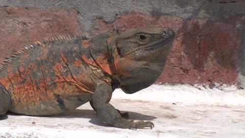 Puerto Vallarta Mexico spinytail iguana