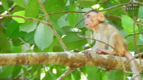 Totally Abandoned Monkey Elpida is A Former Pet Monkey,Now Elpida Living As Wild Monkey With Alberto