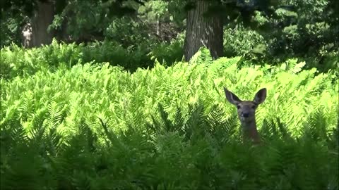 Peek-a-Boo Deer 06-15-20212
