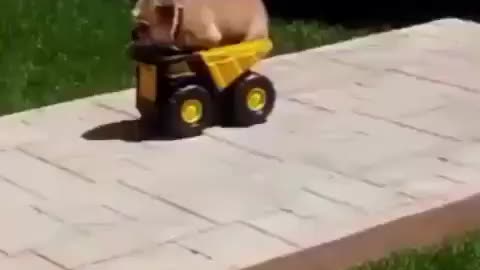 Bulldog construction....he gets the job done