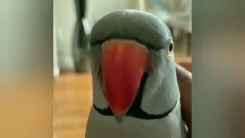 Most Funny animal videos ever