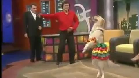 Funny dog dancing