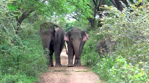 This is what a sanctuary for elephants in Sri Lanka look like,Majestic Elephants of Sri Lanka