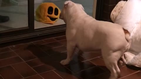 Deaf bulldog doesn't like Halloween mask