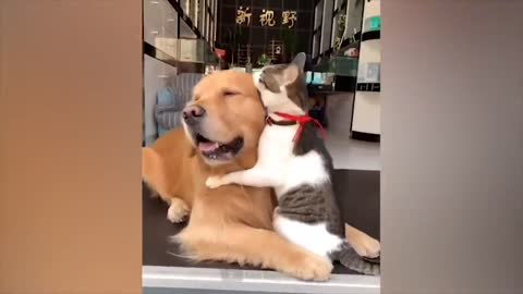 Best relationship between monkey Baly, best friend cat Yaya and dog Cat & Dog take care Baly