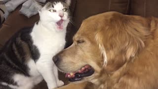 Cat loves her Dog