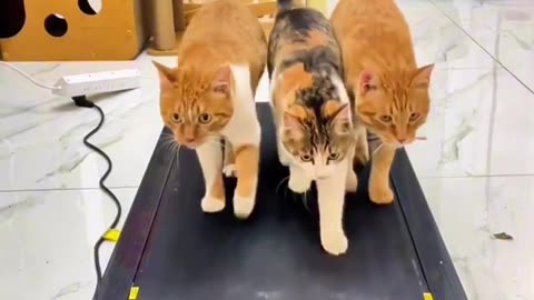 Cat exercise