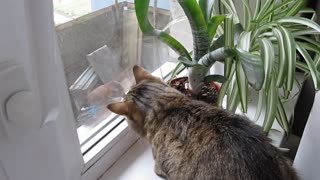 Frustrated Cat Talks to a Bird Outside