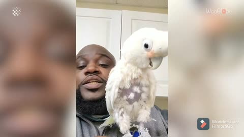 Cockatoo dances his heart out as New Yourk beatboxes