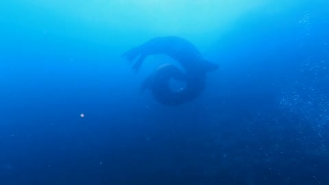 Sea Lions Dancing in the Galapagos