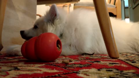 ASMR dog doing workout for jaws 🐾