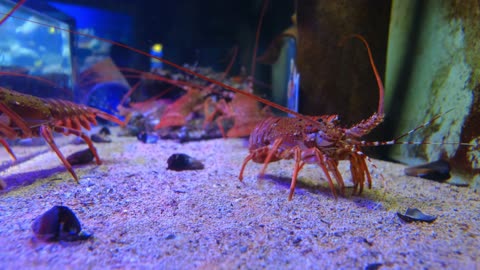 Lobsters are malacostracans