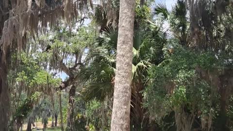 Very Tall Palm Tree