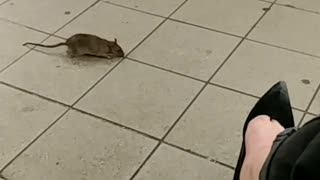 Rat walks next to woman pink purse runs away