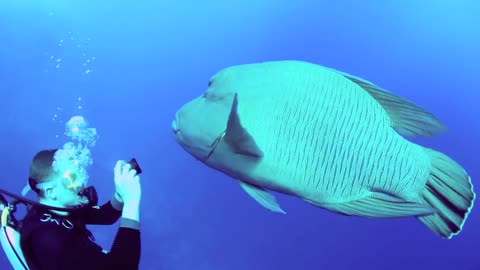 Napoleon Wrasse in the Southern Red Sea