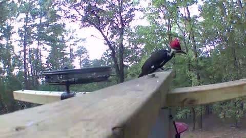 Thd sounds of the pileated woodpecker