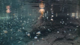 Jellyfish Migration to the Calanques of Marseille