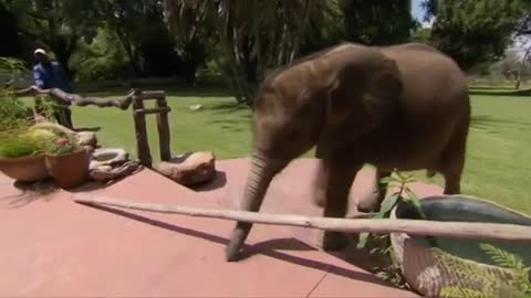 Baby elephant rescued from Thailand manhole
