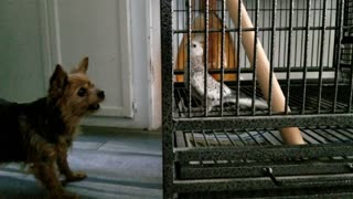 Terrier Terrorizes Pet Bird