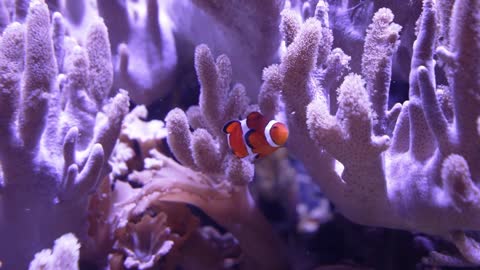 A view of a Clownfish or Anemonefish hiding in an exotic saltwater fish tank. Shot in slow motion