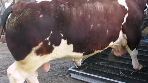 Enjoy the whole 11 min video of these colossal bulls