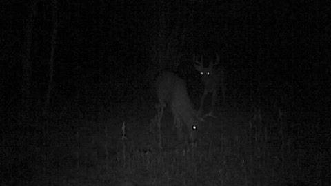 Deer roaming at night