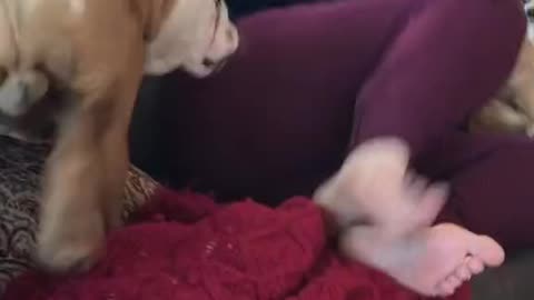 Doggo pukes on girl