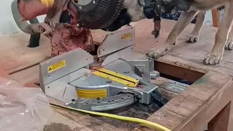 Cleaning your chop saw after wild game cutting