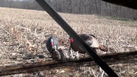 Spring Turkey Hunting