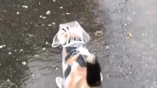 Raincoat Cat