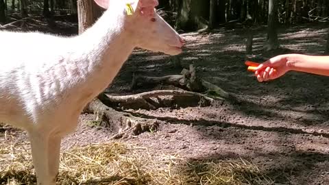 Hand-feeding a majestic albino whitetail deer