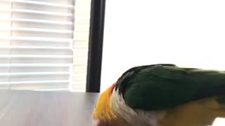 Caique parrot spinning