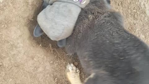 Tiny Puppy Teaches New Friend How to Dig