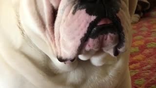 Grumpy bulldog upset with owner for not sharing