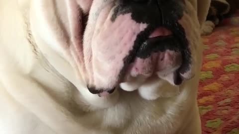Grumpy bulldog upset with owner for not sharing