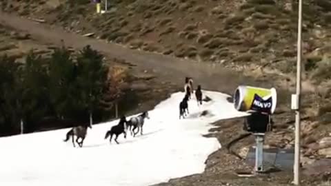 Wild Horses Run Around Pistes At Empty Ski Resort
