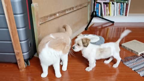 Cute puppy kissing cute cat - 2021